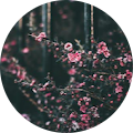 fadzillah Avatar